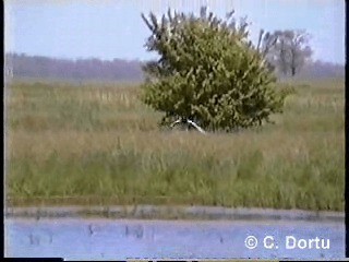 白翅黑燕鷗 - ML201052221