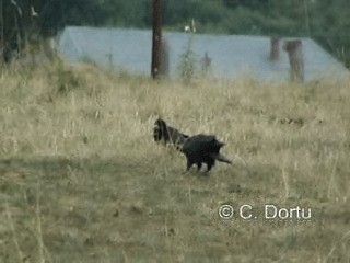 Corbeau freux - ML201052261