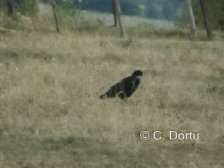 Corbeau freux - ML201052271