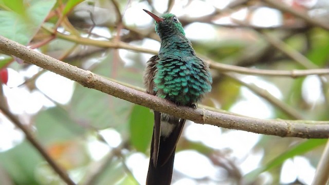 Cuban Emerald - ML201052381