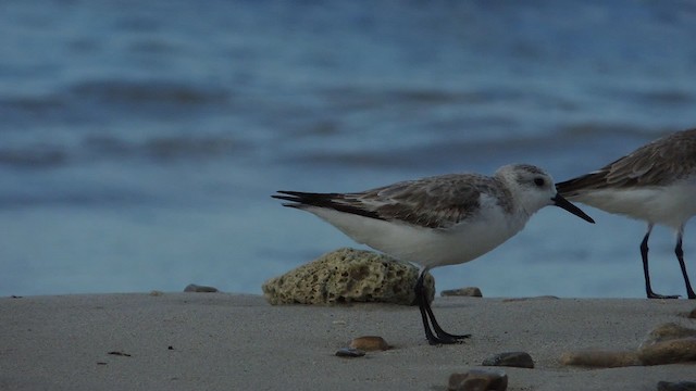 Semipalmated Sandpiper - ML201052391