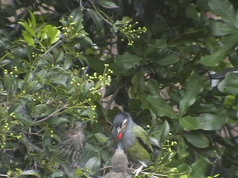 Australasian Figbird - ML201052511