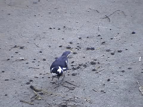 Magpie-lark - ML201052521