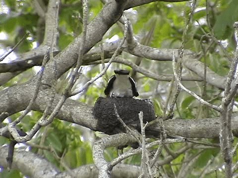 Magpie-lark - ML201052531