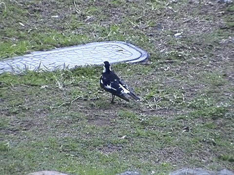 Magpie-lark - ML201052541