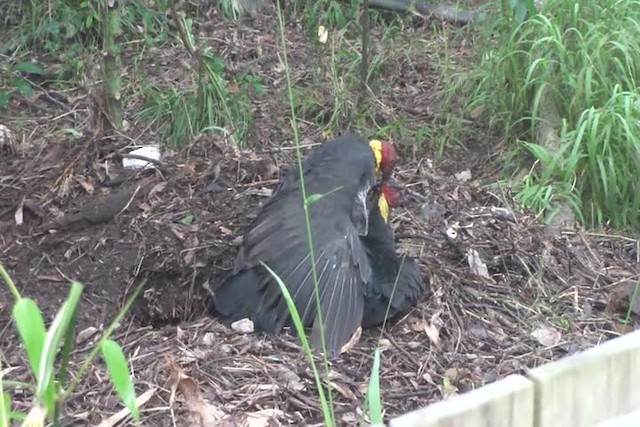 Australian Brushturkey - ML201052571