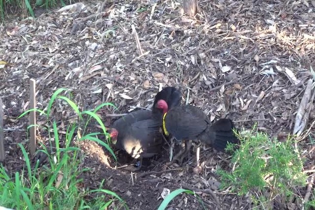 Australian Brushturkey - ML201052581