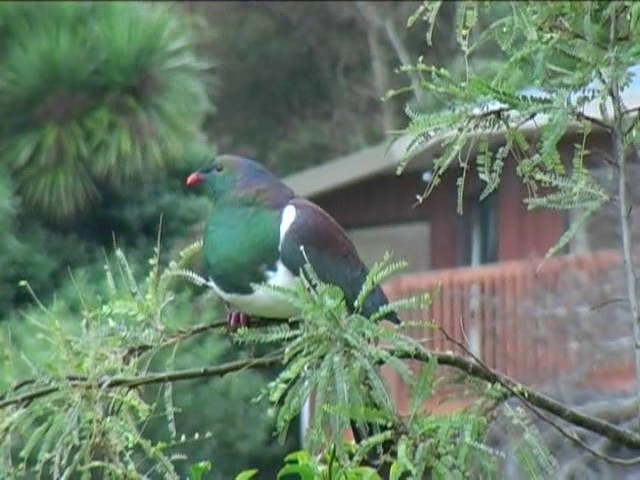 New Zealand Pigeon (New Zealand) - ML201052591