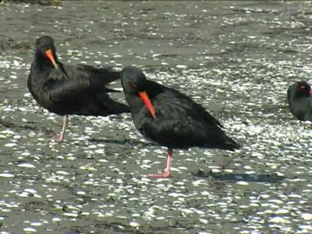 Variable Oystercatcher - ML201052641