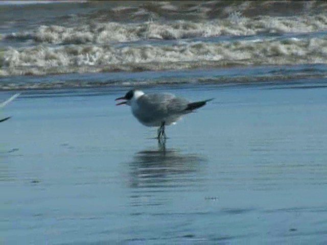 Caspian Tern - ML201052701