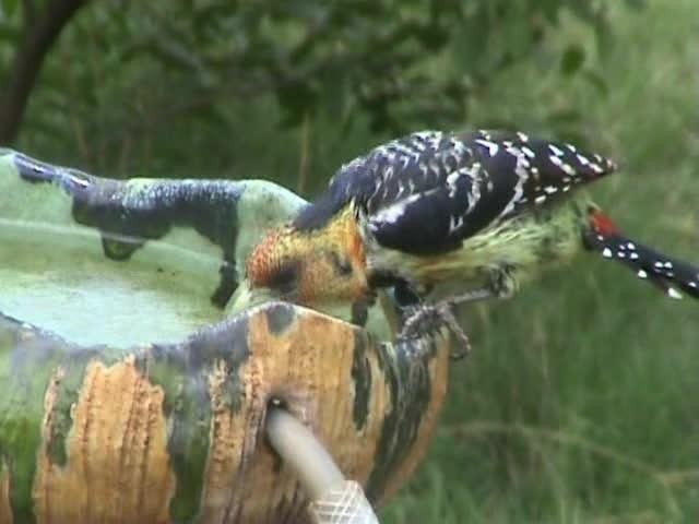 Crested Barbet - ML201052791