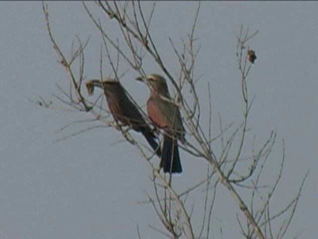 Purple Roller - ML201052811