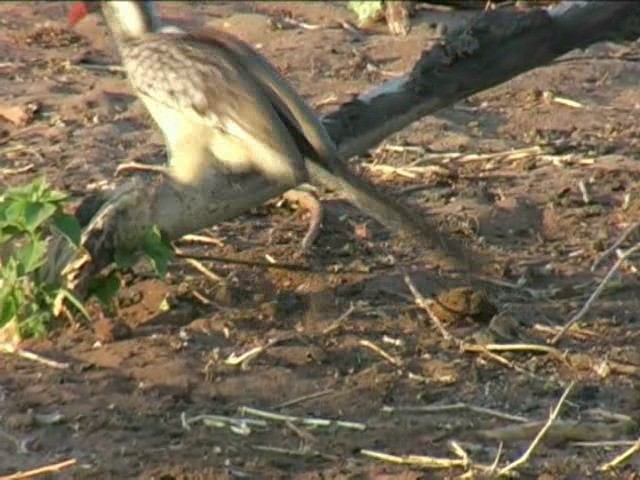 Southern Red-billed Hornbill - ML201052841