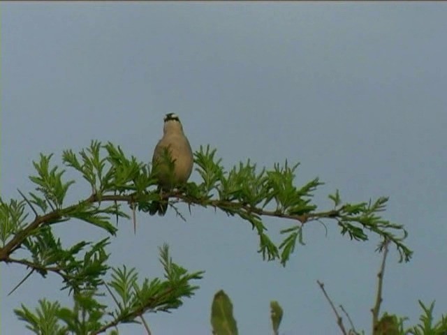 Black-crowned Tchagra (Black-crowned) - ML201052871