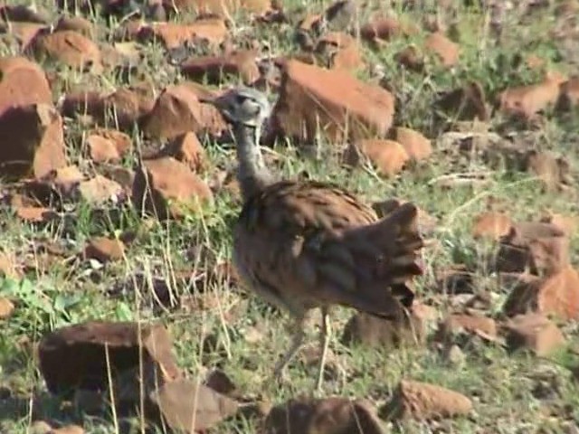 Sisón de Damaraland - ML201052891