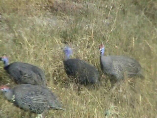 Helmeted Guineafowl (Tufted) - ML201053241