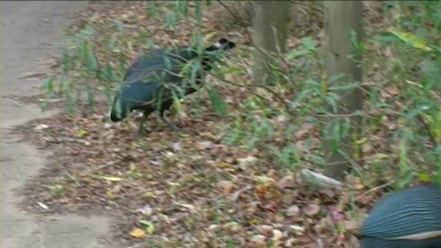 Southern Crested Guineafowl - ML201053251