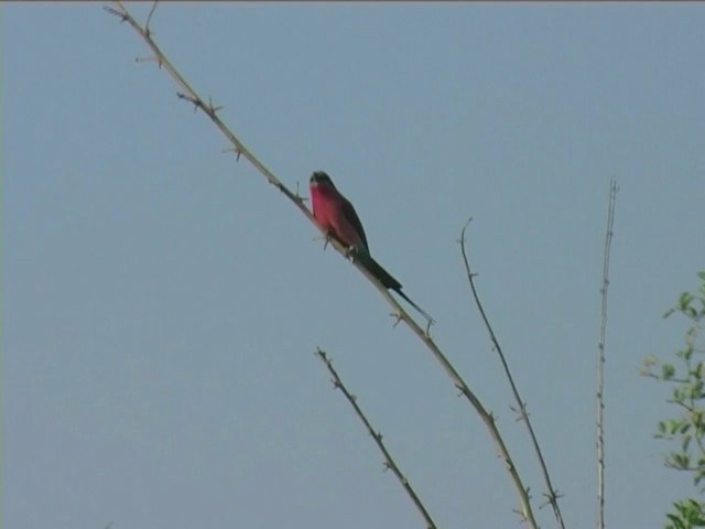 Southern Carmine Bee-eater - ML201053261