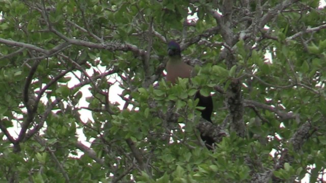 Turaco Crestimorado - ML201053331