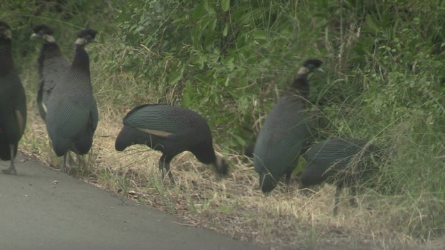 Southern Crested Guineafowl - ML201053351