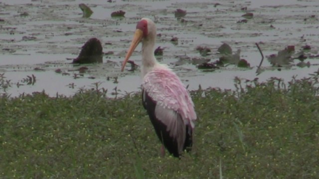 Yellow-billed Stork - ML201053421