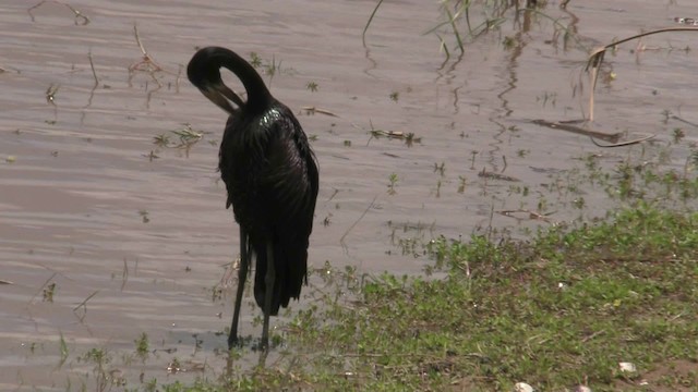 African Openbill - ML201053431