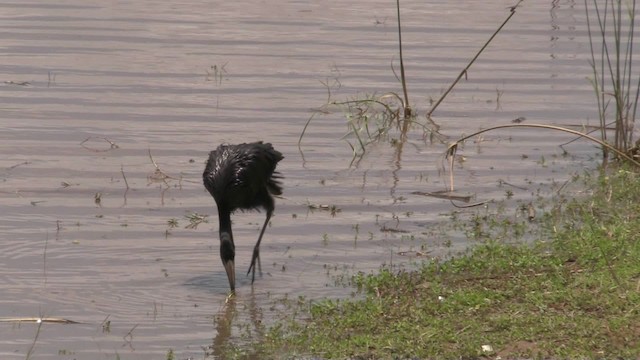 African Openbill - ML201053441