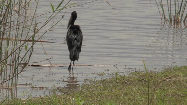 クロスキハシコウ - ML201053451