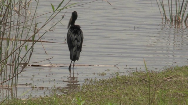 African Openbill - ML201053451