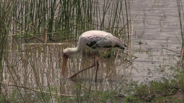 Yellow-billed Stork - ML201053471