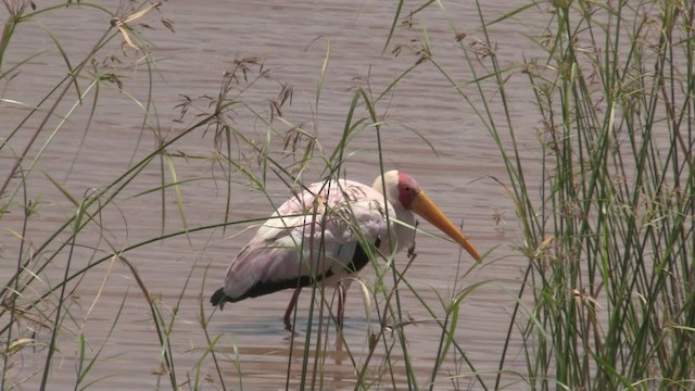 Yellow-billed Stork - ML201053481