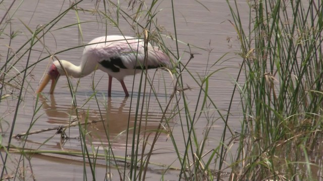 Yellow-billed Stork - ML201053491