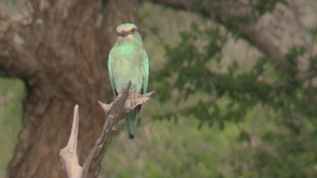 European Roller - ML201053551