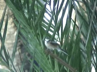 Masked Shrike - ML201053701