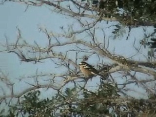 Masked Shrike - ML201053711