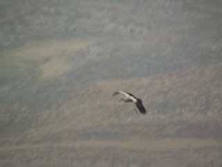 White Stork - ML201053781