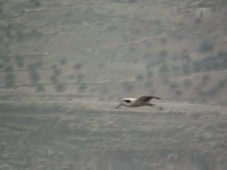 White Stork - ML201053791