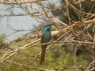 Arabian Green Bee-eater - ML201053821