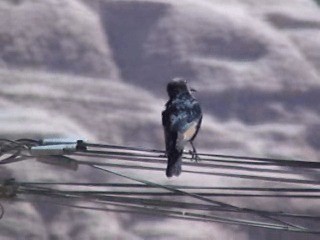 Tristram's Starling - ML201053831