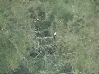 İzmir Yalıçapkını - ML201053861