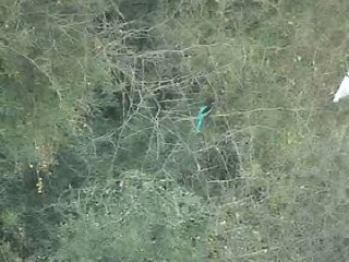 İzmir Yalıçapkını - ML201053871