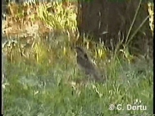 Eurasian Wryneck - ML201053941