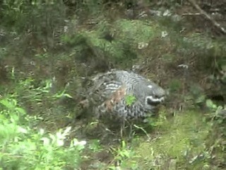 Hazel Grouse - ML201053961