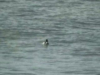 Red-breasted Merganser - ML201054171