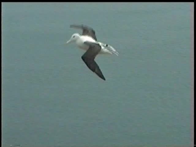 Northern Royal Albatross - ML201054311