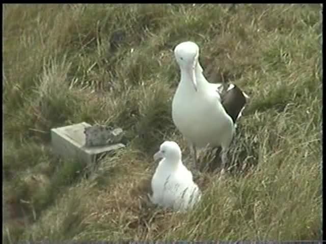 Schwarzflügelalbatros - ML201054321