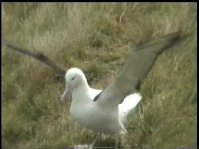 Schwarzflügelalbatros - ML201054331