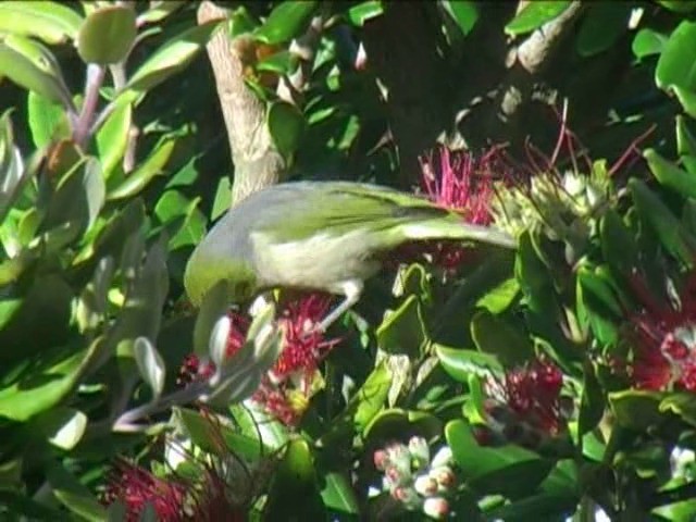 Silvereye - ML201054351