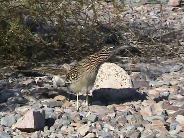 Greater Roadrunner - ML201054391