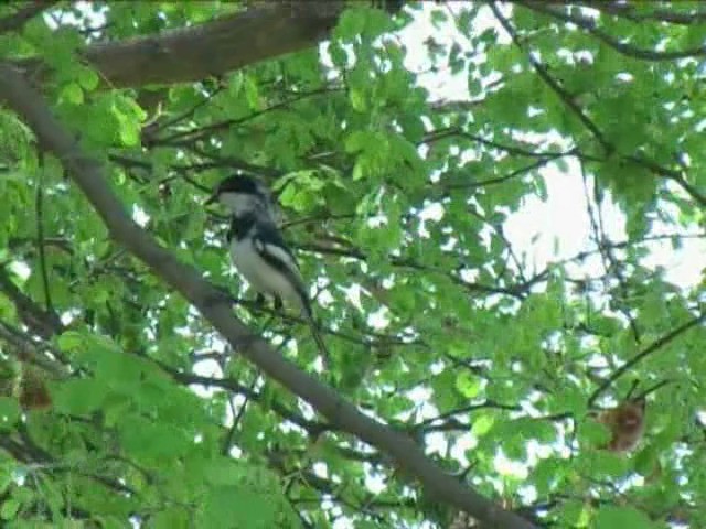 lesknáček obecný - ML201054431